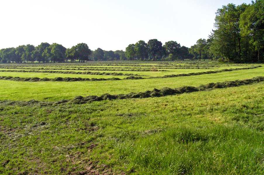 Met de Drentsch-Friese Wold Wandelvierdaagse (Diever) 2008

nabij Wittelte