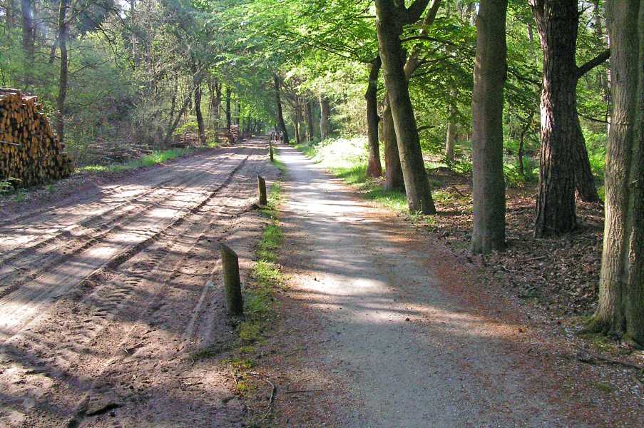 Met de Drentsch-Friese Wold Wandelvierdaagse (Diever) 2008

Dwingelderveld