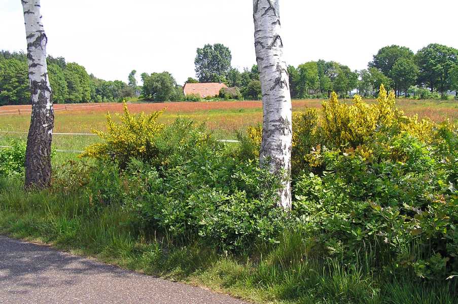 Met de Drentsch-Friese Wold Wandelvierdaagse (Diever) 2008

Benderse