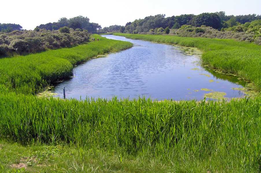 in de Amsterdamse Waterleidingduinen