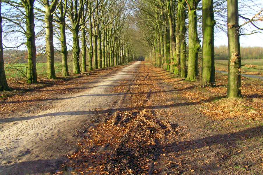 De Moere wandeltocht met de FLAL vanuit Grolloo op zaterdag 26 januari 2008.

beukenlaan in het Drouwenerveld