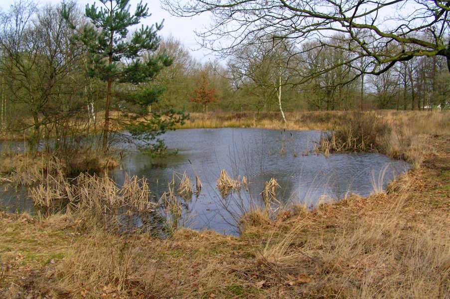 De Moere wandeltocht met de FLAL vanuit Grolloo op zaterdag 26 januari 2008.

vennetje vlak voor Gasselte 