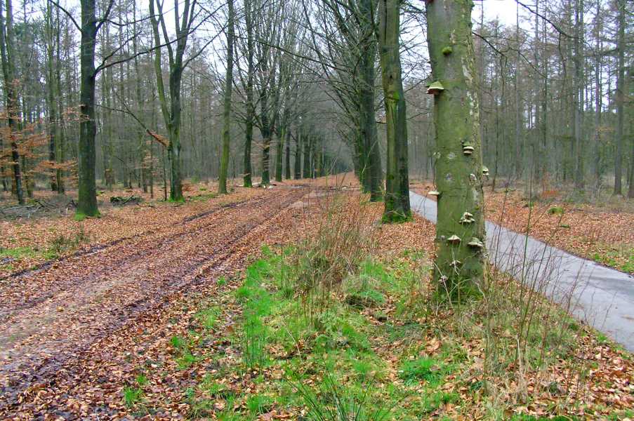 De Moere wandeltocht met de FLAL vanuit Grolloo op zaterdag 26 januari 2008.

Sodemorseweg te Gasselte 