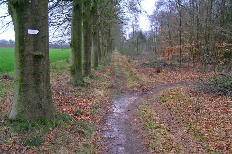 De Moere wandeltocht met de FLAL vanuit Grolloo op zaterdag 26 januari 2008.

in het Lange Veen 