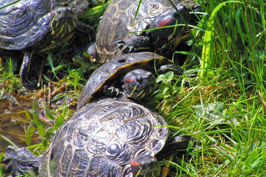 

schildpadden in kabouterland.
