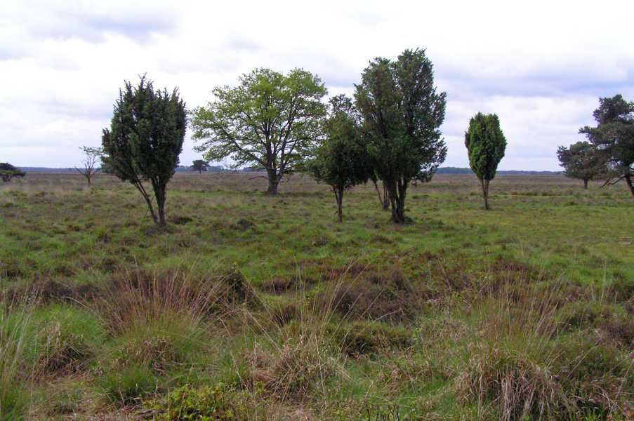 Drents Friese Woud Wandelvierdaagse 2009