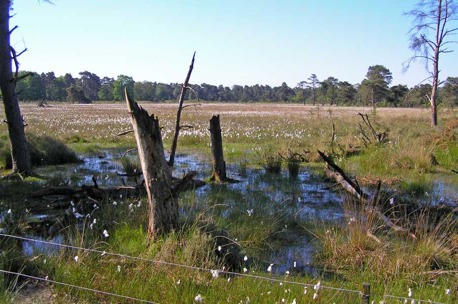 Drents Friese Woud Wandelvierdaagse 2009