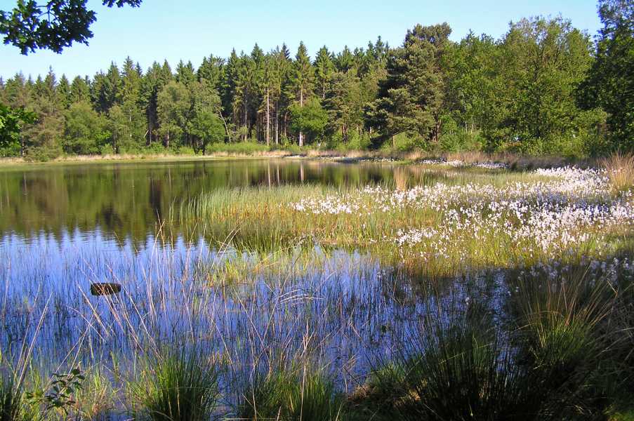 Drents Friese Woud Wandelvierdaagse 2009
