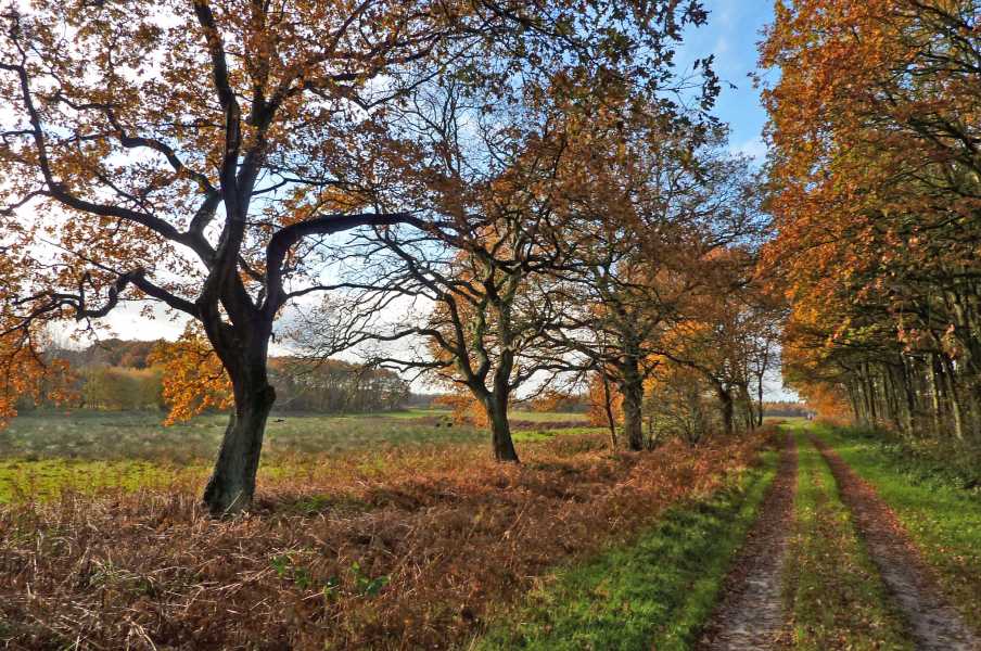 Land van Bartje tocht met de FLAL vanuit Exloo op 6 november 2010

nabij de Weerdingerzandweg 
