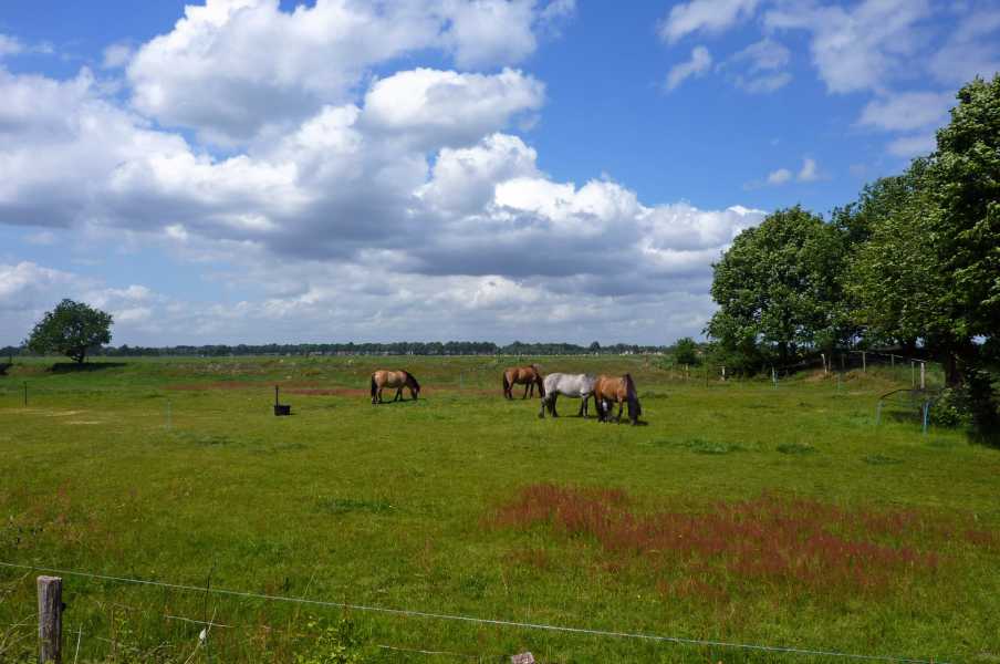 17e Drents Friese Wold Wandelvierdaagse 2011

Nationaal Park Dwingelderveld