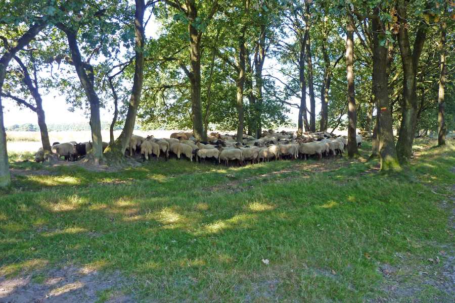 

schapen op het Holtingerzand.