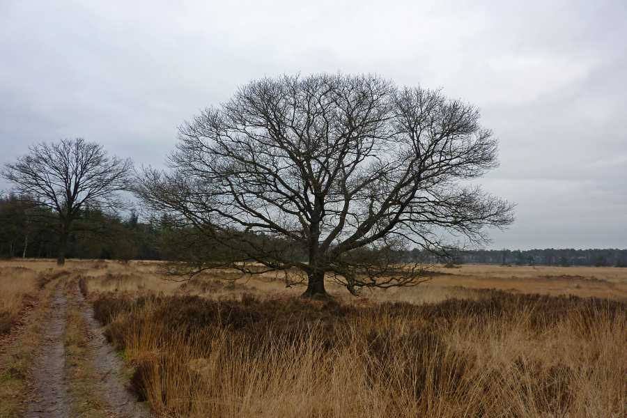 Oranjebond tocht met OLAT op dinsdag 8 januari 2013

Rovertse Heide te Es­beek 