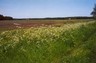Drents Friese Wold Wandelvierdaagse