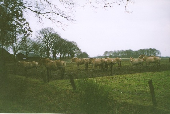 Tijdens de wandeling Met FLAL vanuit Assen op zaterdag 8 januari 2005

Klik op de foto voor de volgende foto.