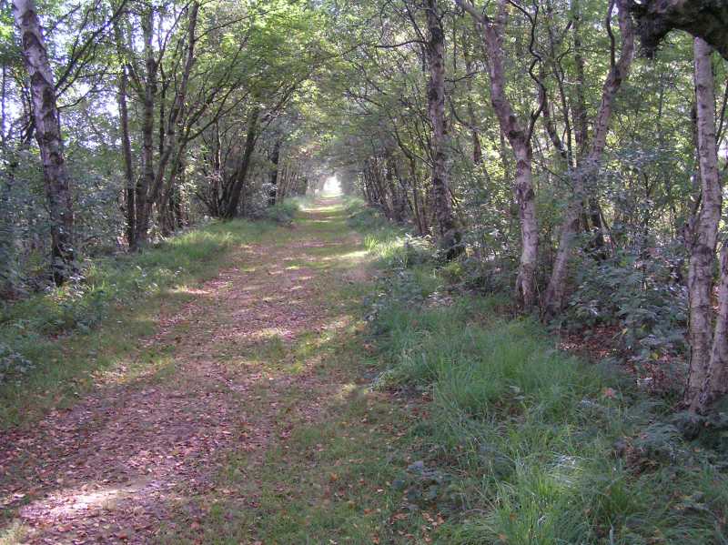 

bospad in natuurgebied Barger Oosterveen.