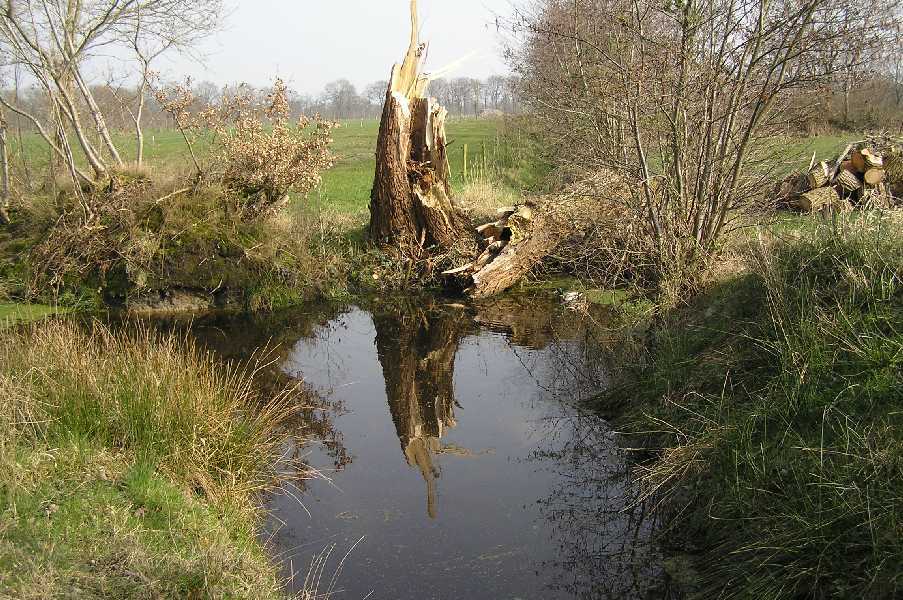 

Afgebroken boom nabij de N355 verkeersweg.