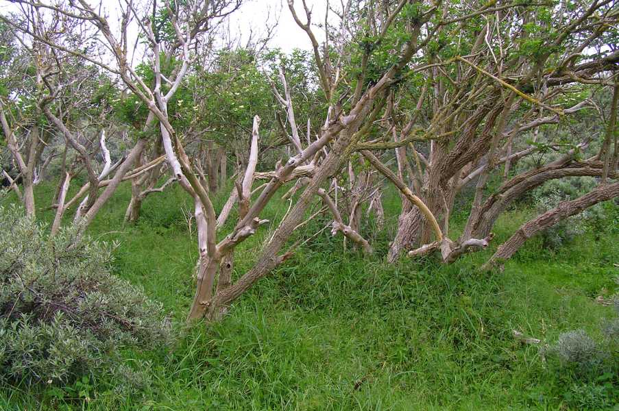 in de Amsterdamse Waterleidingduinen